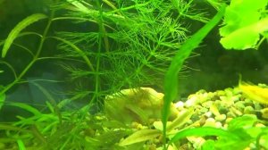 Разведение Данио