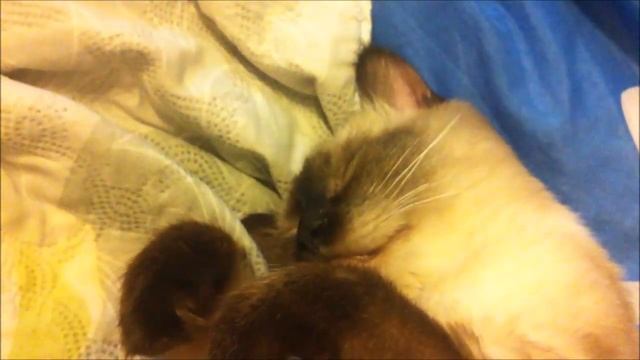 Храп кота во сне смотреть онлайн