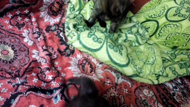 Наши шотландские котята смотреть онлайн