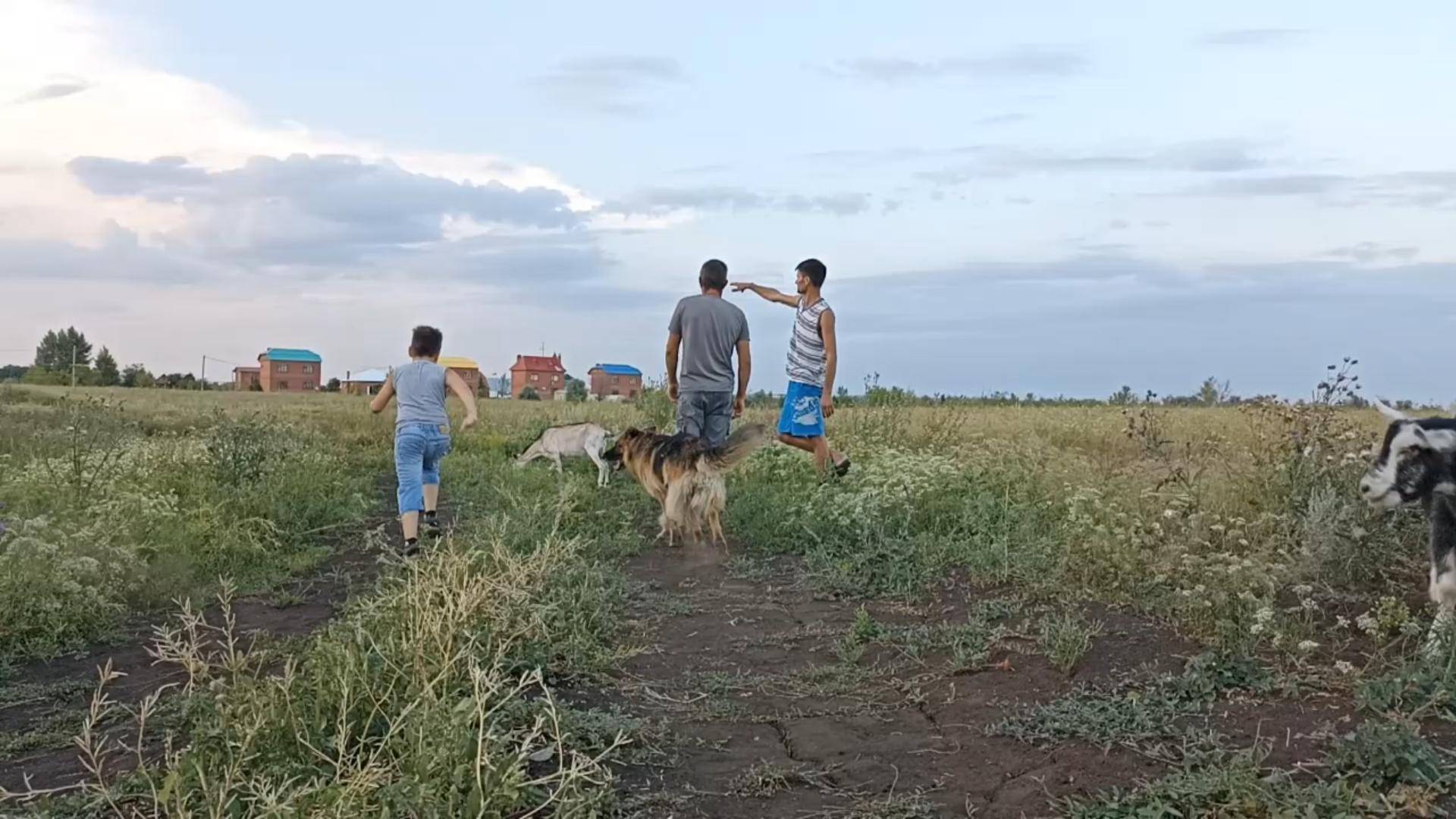 Мы такого не ожидали от своих коз, гости к нам больше не приедут//лиса унесла петуха//
