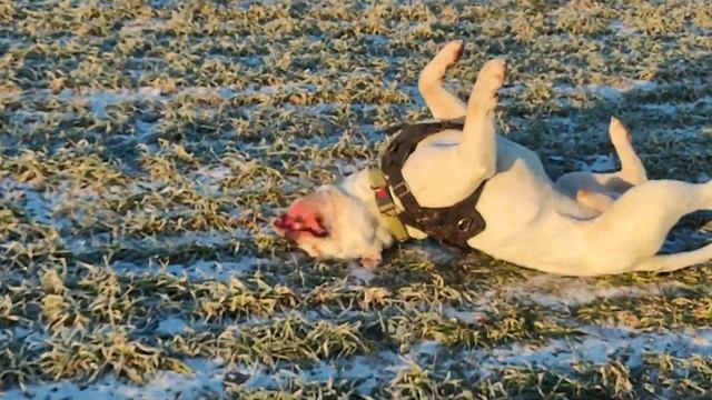 По полям с американским бульдогом. Through the fields with an American Bulldog. смотреть онлайн