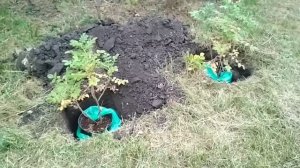 Роза Ругоза, посадка.