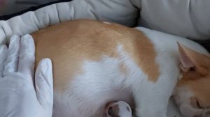 Рождение щенков чихуахуа