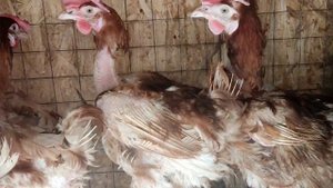 Куры несушки с птицефабрики 1.5 года за 120 руб.