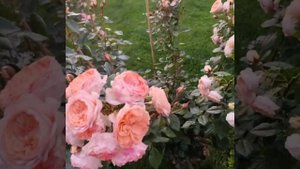 Roses Sweet Delight and Sourire du Havre
