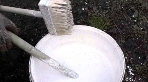 Важно знать / Осенняя побелка деревьев / Спасаем деревья от морозобоин