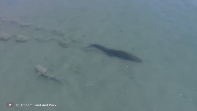 Это Существо Способно Убить Даже Акулу смотреть онлайн