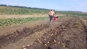 Копка картошки мотоблоком / ходы СЛЕПЫША по рядку / ЧТО ВЫШЛО?
