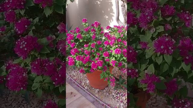 #Pink Bougainvillea flowers#landscaping#backyard#viral#ae