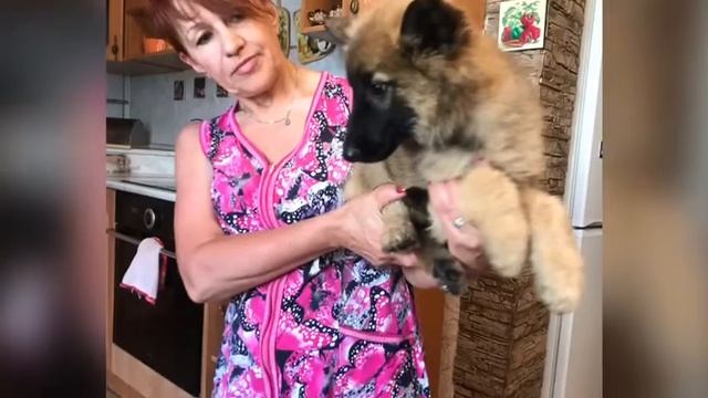 Продаются щенки бельгийской овчарки грюнендаль и тервюрен Барнаул 8 (960) 956-66-66 смотреть онлайн