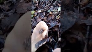 Рядовка лиловоногая или синеножка