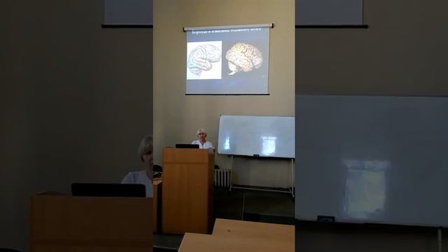 Борозды и извилины головного мозга смотреть онлайн