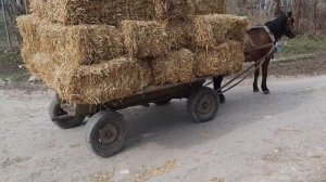 Конный транспорт ещё в ходу, топливо дорогое _)