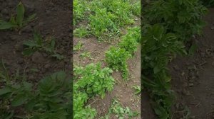 Прополка картошки мотоблоком АСИЛАК и его привышенные возможности