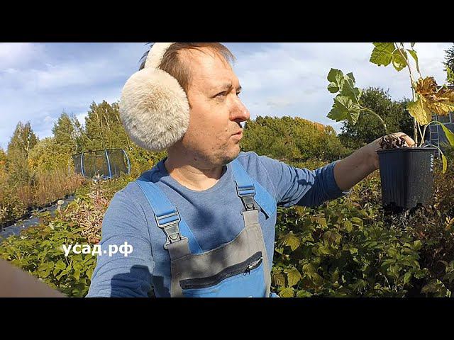 Как СЭКОНОМИТЬ на САЖЕНЦАХ? Показываю, что продаётся на УСАД.РФ смотреть онлайн