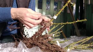 14 сентября 2020. Распаковка роз из питомника "Розы вдохновения" Краснодарский край.