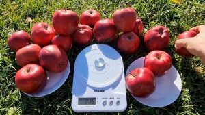 ЯБЛОНЯ СУПЕР ЧИФ САНДИДЖ !!! SUPER CHIEF SANDIDGE!!!