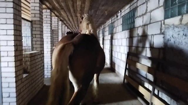 ЖЕРЕБЕЦ производитель литовский тяжеловоз 3,5 года смотреть онлайн