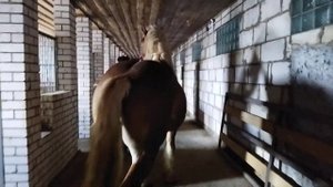 ЖЕРЕБЕЦ производитель литовский тяжеловоз 3,5 года