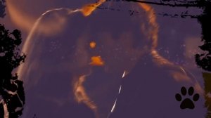 Деймон & Елена /// Котик