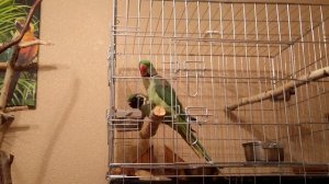 ПОПУГАЙ ЕСТ ЛАПОЙ. ШИШКИ ДЛЯ ПОПУГАЕВ. АЛЕКСАНДРИЙСКИЙ ПОПУГАЙ