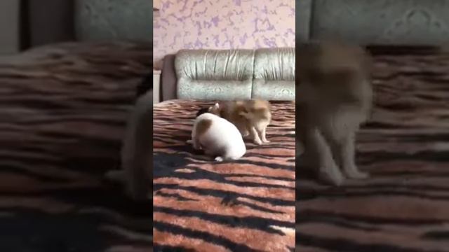 Щенки чихуахуа, продажа