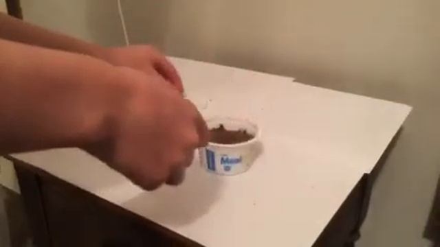 How to raise a pet grub (beetle larvae) смотреть онлайн