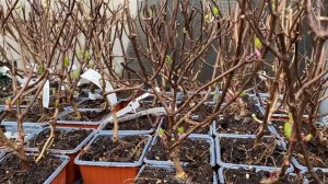 Самые крутые новинки метельчатых гортензий 2023. Гортензия Bonfire (Бонфайр) и др.