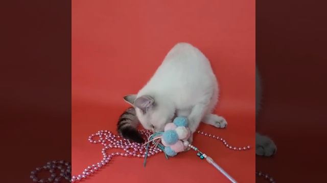Британские котята золотая шиншилла поинт Тина