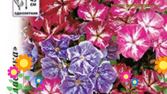 Флокс обыкновенный Стари Айз. Краткий обзор, описание характеристик phlox drummondii смотреть онлайн