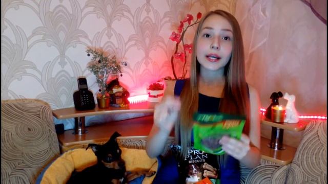 Лакомства для дрессуры/Какие лакомства мы покупаем/Чем дрессировать собаку/Той-терьер Тайсон. смотреть онлайн