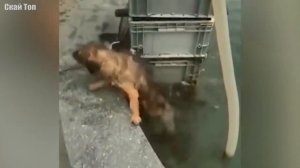 Удивительные моменты с СОБАКАМИ, снятые на видео!