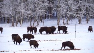 Зубр. Выпуск в дикую природу. The output of European bison into the wild.