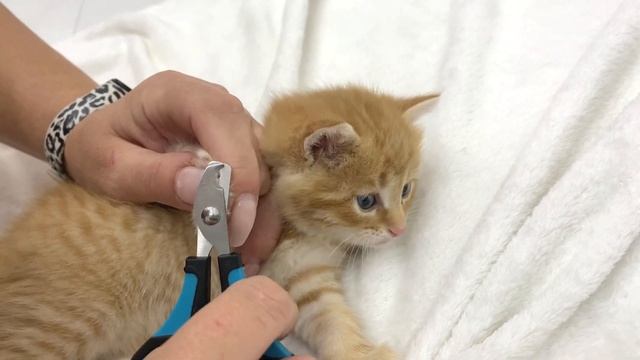 Trimming tiny kitten nails! | How we cut claws of an adopted ginger kitten смотреть онлайн