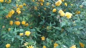 Керрия японская