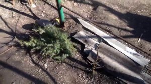 Вольер для фазанов и её растительность