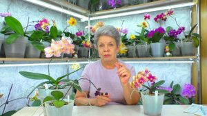 Как вырастить орхидею из семян? Почему Орхидея сбросила бутоны и цветы? Ответы на вопросы...