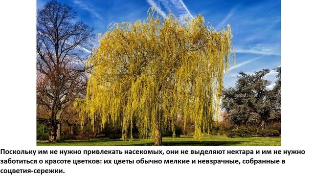 Почему верба цветет рано? смотреть онлайн