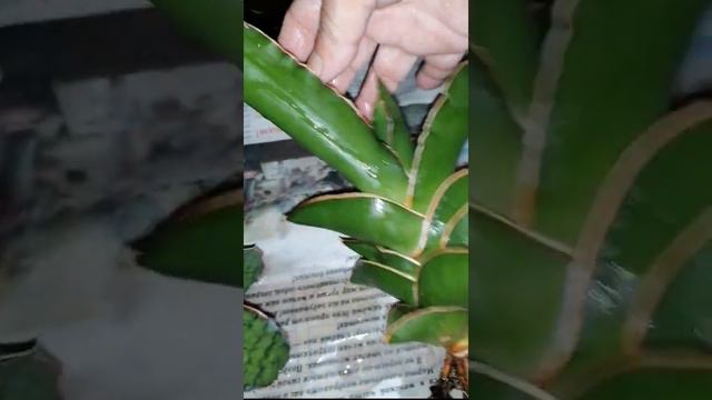 ПОСЫЛОЧКА июнь 2022 смотреть онлайн