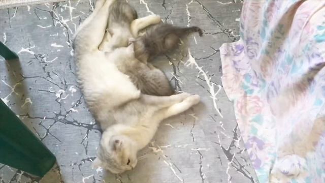 ПОТРЯСАЮЩИЙ СПОСОБ НАКОРМИТЬ СНЕЖИНКУ — ПОПРОСИТЬ ПАПУ КОТА ЗАБРАТЬ С ДЕТСКОЙ ПЛОЩАДКИ?? смотреть онлайн