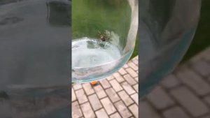 Страшные пауки в Подмосковье