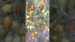 СОРТ томата "Сокровище"-золотой лимон- только одни плюсы!