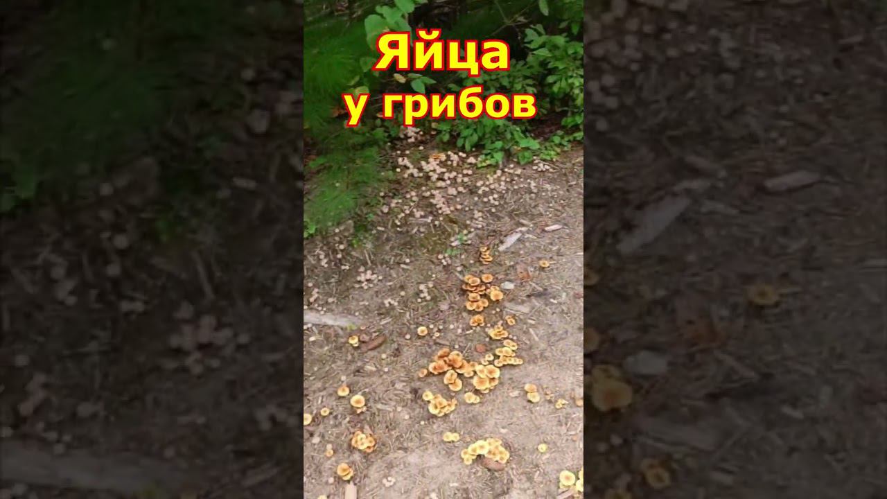 Как грибы откладывают яйца? смотреть онлайн