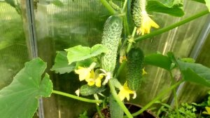 Одна ложка под огурцы и огурцов завались будет! Прут и прут! Огурцы тоннами собираю!