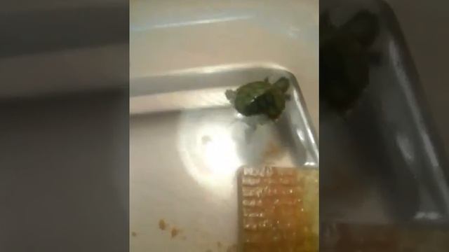 Черепаха умерла на глазах смотреть онлайн