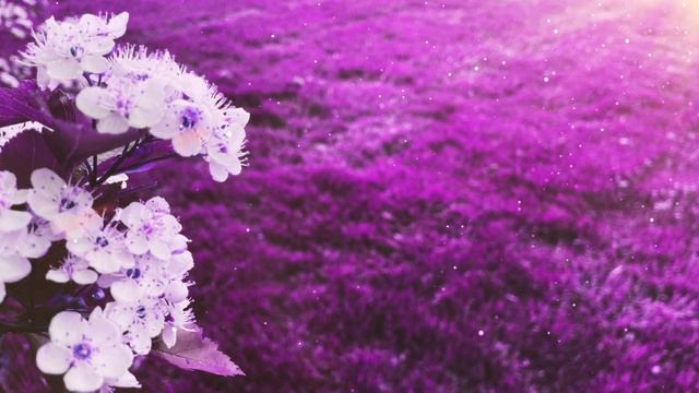Purple Flower Background Spring Screensaver Wallpaper Abstract 4k HD VJ Loop Motion Graphics. смотреть онлайн