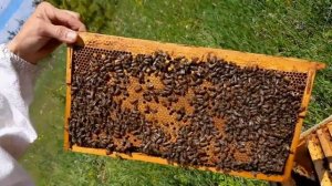 Роятся пчелы, что делать?