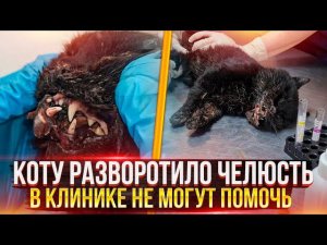Коту засунули петарду в пасть!? Разнесло челюсть, сказали только усыпить, но мы попытали шанс
