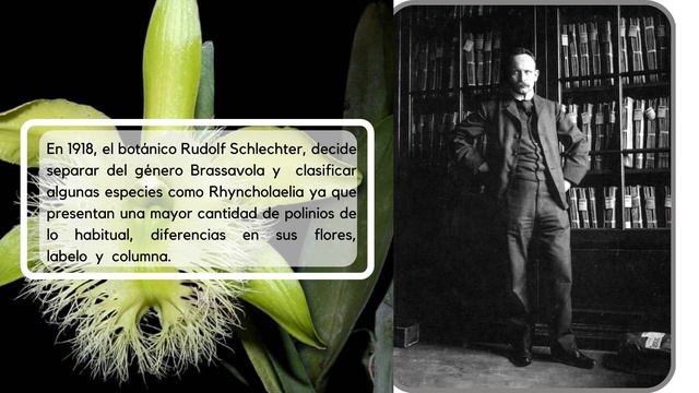 Grupo 14 Rhyncholaelia digbyana смотреть онлайн