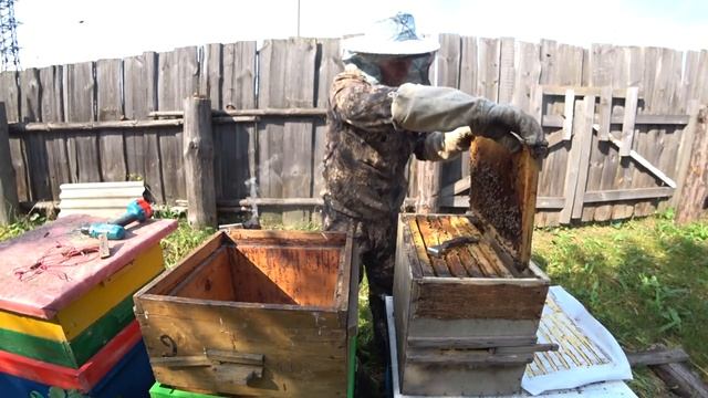 КАК ОБЪЕДИНИТЬ ПОЙМАННЫЙ РОЙ С ПЧЕЛОСЕМЬЁЙ, РОЙ №4. смотреть онлайн